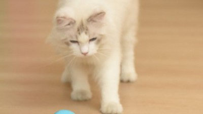 냥이가 홀딱 반한 자동 토이볼! 득템 후기와 꿀팁 대방출🎁